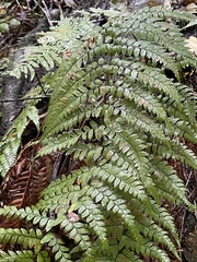 Polystichum wawranum