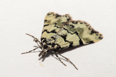 Dichromodes gypsotis