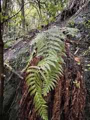 Polystichum wawranum