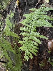 Polystichum wawranum