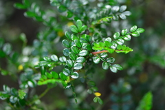 Zanthoxylum beecheyanum