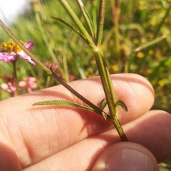 Bidens bigelovii