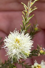 Melaleuca cuticularis
