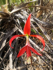 Sprekelia formosissima
