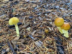 Bolbitius variicolor