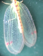 Norfolius howensis