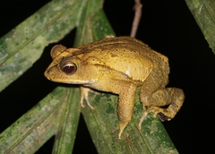 Incilius leucomyos