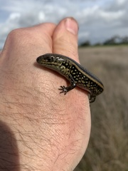 Lissolepis coventryi