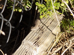 Sceloporus occidentalis