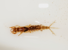 Ichthybotus hudsoni
