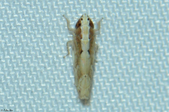 Scaphoideus coniceus