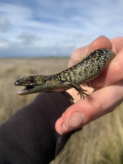 Lissolepis coventryi