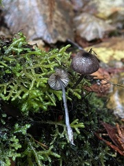 Entoloma largentii