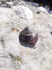 Calliostoma zizyphinum