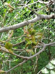 Magnoliopsida