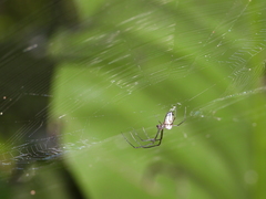 Leucauge argyra