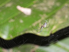Leucauge argyra