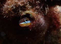 Plagiotremus goslinei