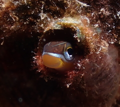 Plagiotremus goslinei