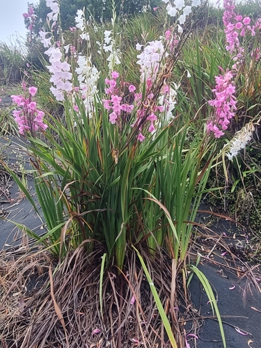 Watsonia borbonica