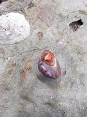 Calliostoma zizyphinum