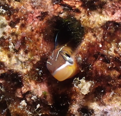 Plagiotremus goslinei