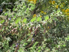 Brickellia secundiflora