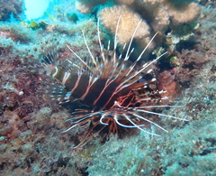 Pterois sphex