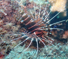 Pterois sphex