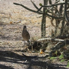Geococcyx californianus