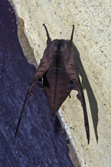 Morwennius decoratus