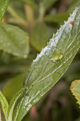 Platylyra californica