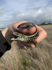 Lissolepis coventryi