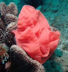 Hexabranchus