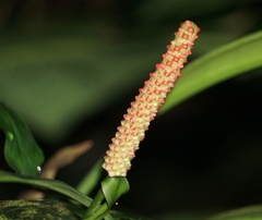 Anthurium bakeri