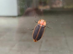 Pyrocoelia praetexta