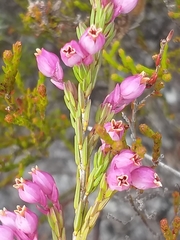 Erica palliiflora