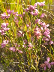 Erica palliiflora