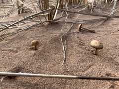 Psathyrella arenulina