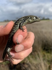 Lissolepis coventryi