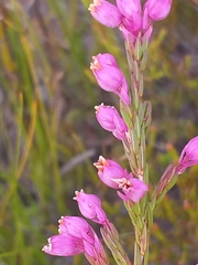 Erica palliiflora