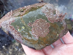 Lithophyllum incrustans