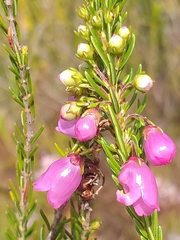 Erica axilliflora
