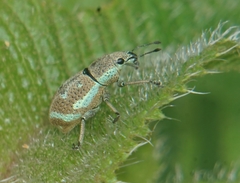 Cleistolophus viridimargo