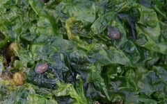 Siphonaria thersites