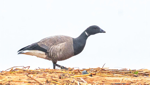 Barnacla carinegra (Branta bernicla)