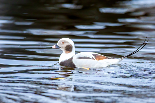 Pato havelda (Clangula hyemalis)