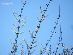Aloysia gratissima