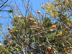 Diospyros