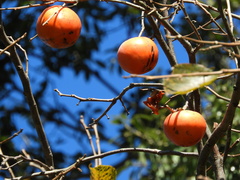 Diospyros